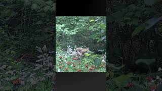 Top Trail Cam Clips of 2025!