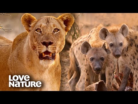 Lion Pride Protects Newborn Cubs from Predators | Love Nature