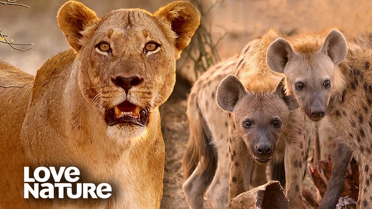 Lion Pride Protects Newborn Cubs from Predators | Love Nature