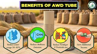 🌾 Driving Sustainable Rice Farming with AWD (Alternate Wetting and Drying) 🌍
