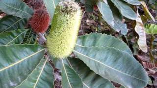 Australian Bush Flower Swamp Banksia Banksia Robur