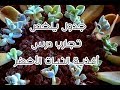 جدول يلخص تجارب درس أغذية النبات الأخضر 