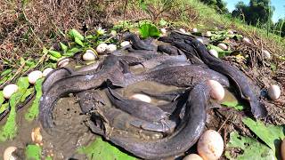 Top Hand Fishing - Skills fisherman catch a lot of fish and pick eggs in rice field after village