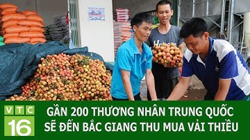 GẦN 200 THƯƠNG NHÂN TRUNG QUỐC SẼ ĐẾN BẮC GIANG THU MUA VẢI THIỀU | VTC16
