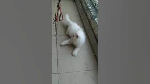Watch the video about Full white Persian Cat videos | Persian Cats for sale | Cats for sale in Mumbai.
