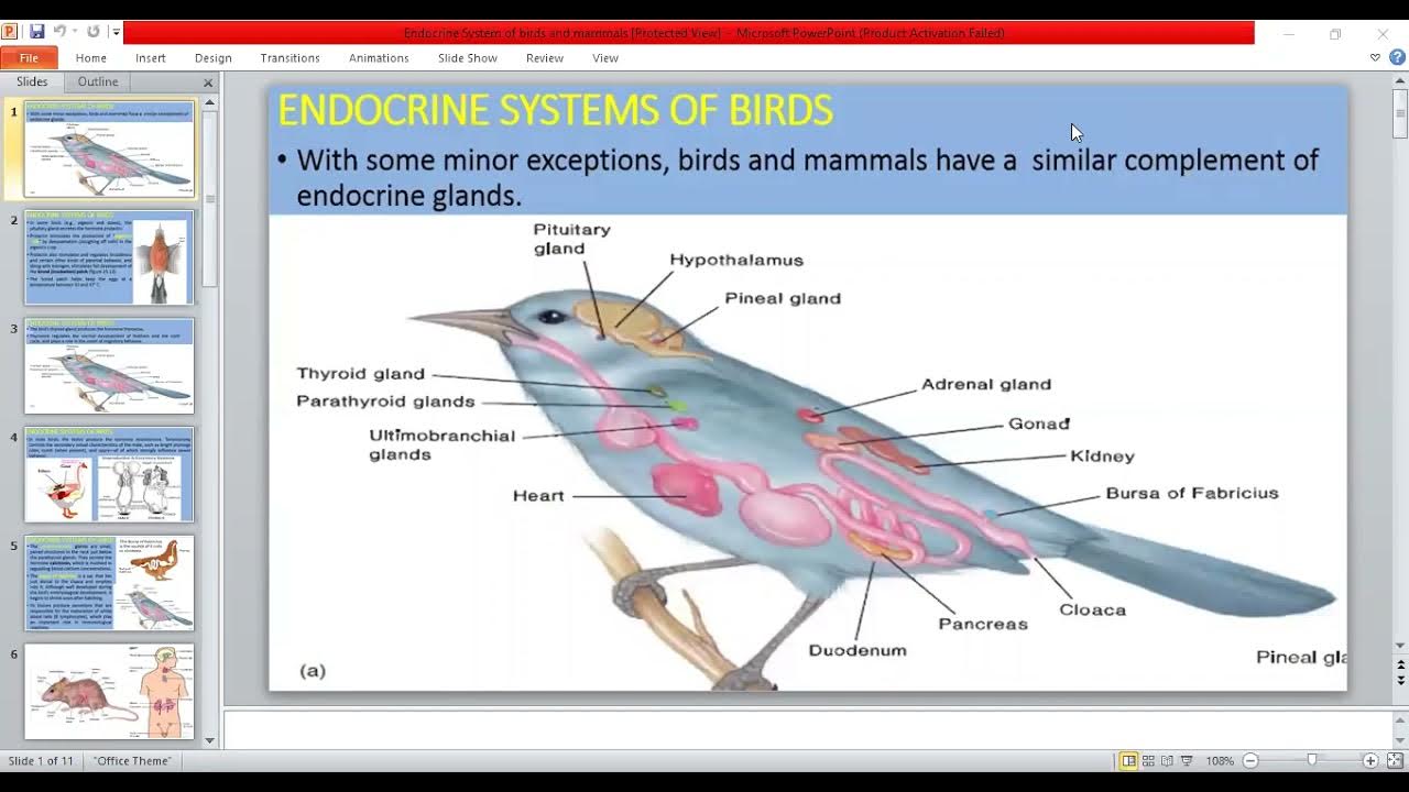Endocrine System of birds and mammals - YouTube