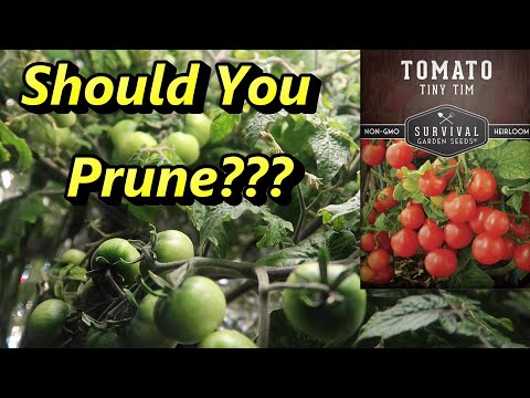 Pruning Indoor Hydroponic Tomato Plants? - A Tiny Tim Tomato Update!