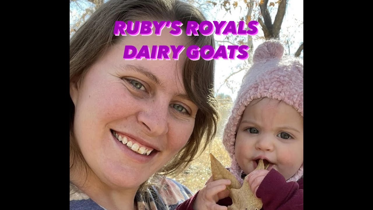 RUBY'S ROYALS DAIRY GOATS YouTube