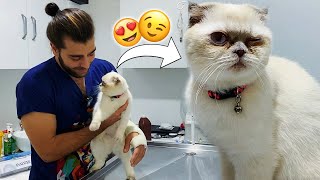 Küçük Burunlu Kedi Çok Zor Nefes Alıyordu Scottish Fold Cat