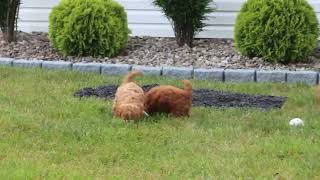 Cavapoo Puppies For Sale