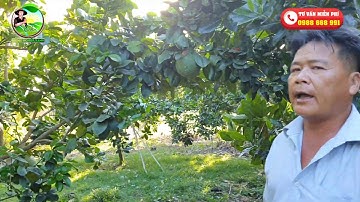 Bưởi da xanh rụng hoa và quả non - Nguyên nhân, cách xử lý.