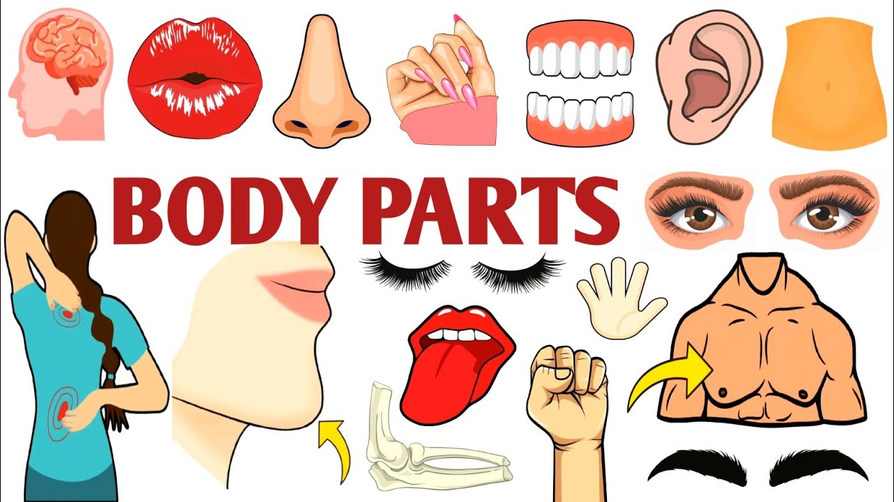 Parts of the Body | Parts of the Body for LKG Kids | Learn Body Parts & Sense Organs | #partsofbody 