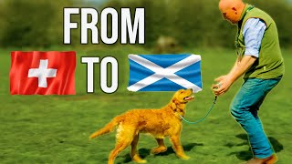 Training a Dog From Switzerland to Behave