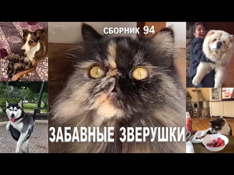 Сборник № 94. Смешные животные. Смешные видео с дикими и домашними животными на МУЛЬТПАРАД COMEDY.