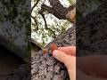 Will she or Wont she with a new Squirrel Visitor #animals #games #fail #learning #trust #wildlife #1