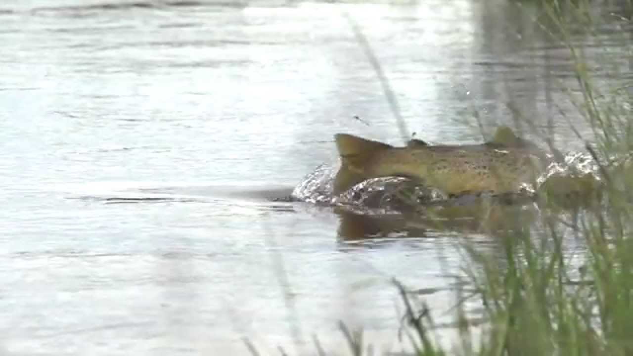 13 Underwater Videos of Trout Taking Flies, Lures, and Feeding