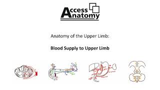 Anatomy of the Upper Limb 11 - Blood Supply of Upper Limb