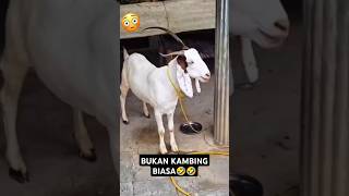 BUKAN KAMBING BIASA🤣🤣 #comedy #shortkomedi #funny