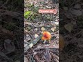 Осінній ліс  🍄 #ліс #лісний #кайф #грибники #природа #осінь #осінь2025 ##сезон #мох #листопад