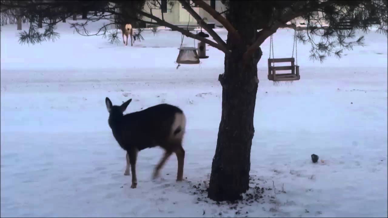 5 Hour Emotional Wellness Hypnosis - Dr. Neil Soggie - Existotherapy.com