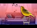 Canto Para ANIMAR A Nuestros CANARIOS - Como Hacer Cantar Un Canario