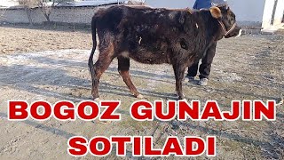 Arzon bogoz gunajin buqacha sotiladi ☎+998 94 384 61 91