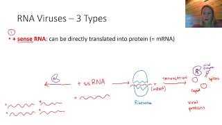Replication of RNA Viruses