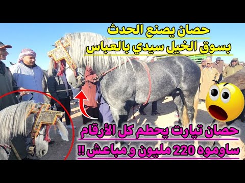 حصان بسعر 220 مليوووون و مباعش من سوق الخيول سيدي بلعباس العود التيارتي يخطف الأنظار الخيالة
