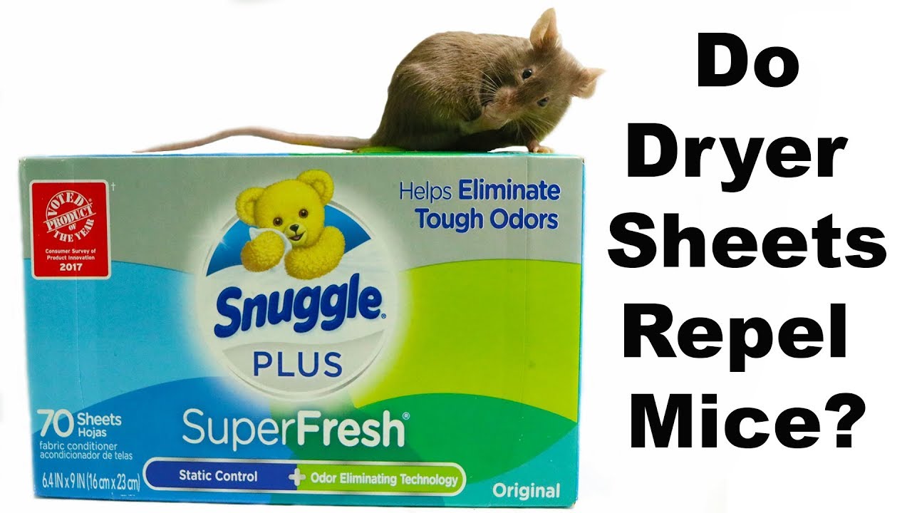 Do Dryer Sheets Repel Mice Rats Mousetrap Monday Youtube
