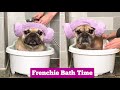 HOW TO BATH A FRENCH BULLDOG | Part 1