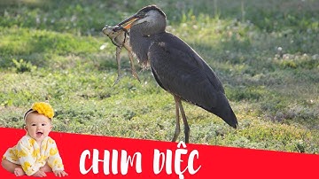 Dạy bé học con chim Diệc | Dạy em bé tập nói tên và hoạt động các con vật