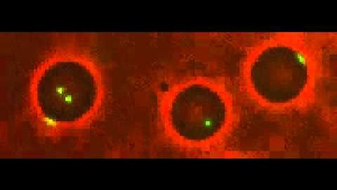 Colloidal Membranes - Edge Diffusion