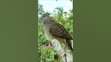 Suara Perkutut Betina Asli