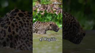 Aprende 8 cosas sobre el poderoso JAGUAR  #animales