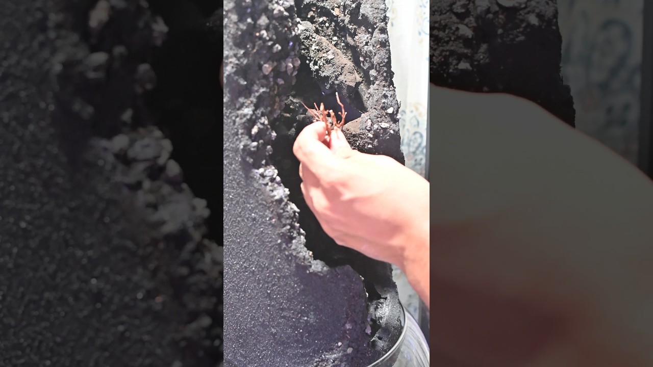 New Bowl Project, will it work or will it fail? Part11