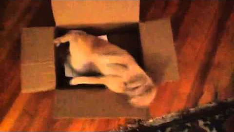 Jack the Cat, the Box and the Catnip