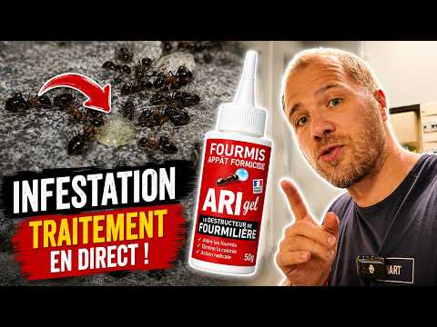 Fourmis dans un garage : le gel appliqué en vidéo