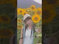 ひまわり畑#ひまわり畑 #向日葵