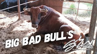 We Are Picking Up More Bulls - Behind The Chutes