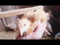 Fully feathered chicks