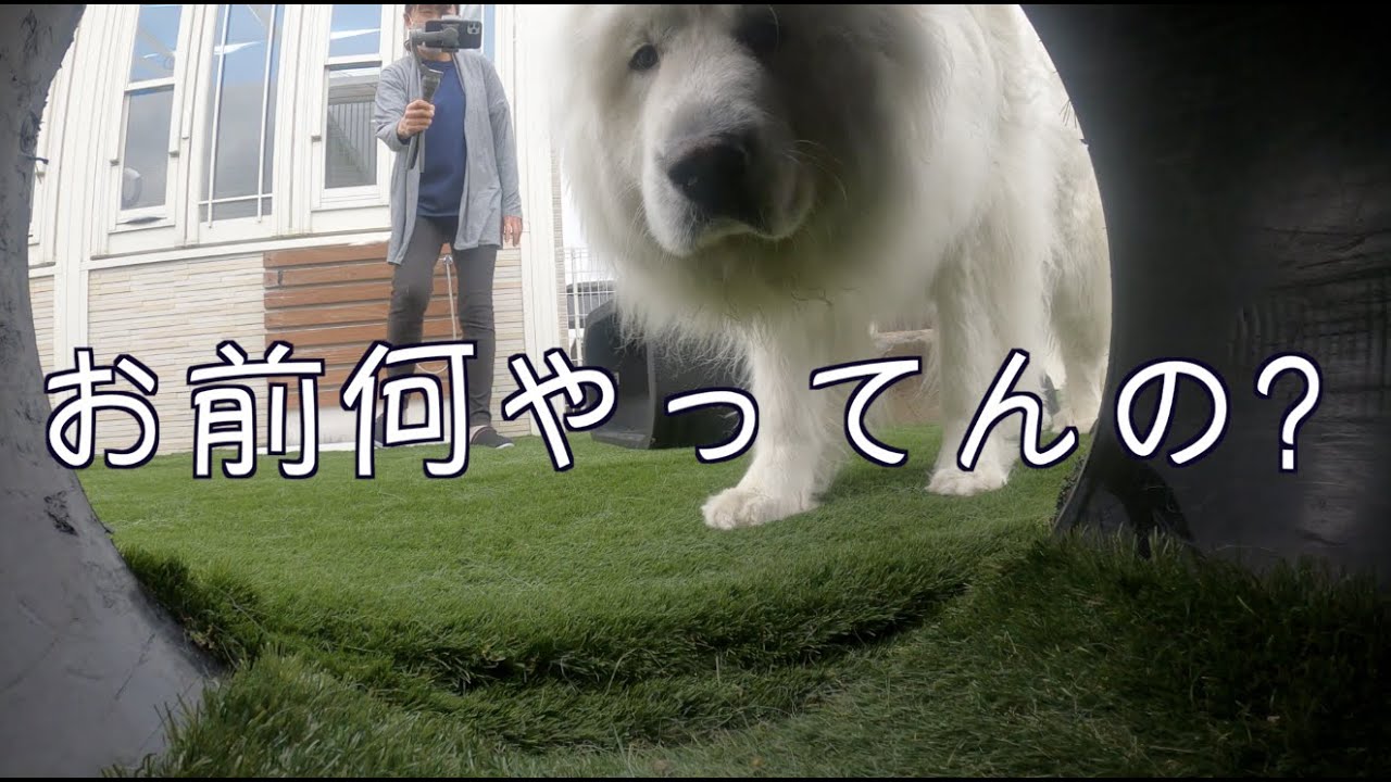 愛犬とかくれんぼ　グレートピレニーズ