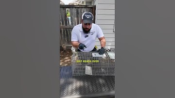 How To Set Up A Smart 1-Door Live Animal Trap for Raccoons, Squirrels, and more Rodents