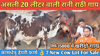 20 Letter Milk 👌 7 Cow Lot For Sale 🎉 Sahiwal Rathi Gir Cross Breed Cow For Sale kamdhenu Dairy Farm