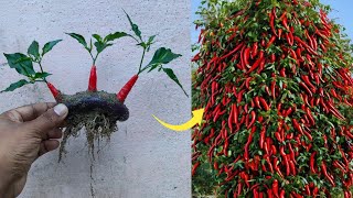 Simple method propagate chili tree with brinjal || how to grow chili tree at home