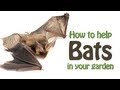 The Wildlife Garden Project - How to help bats in your garden