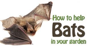 The Wildlife Garden Project  How to help bats in your garden