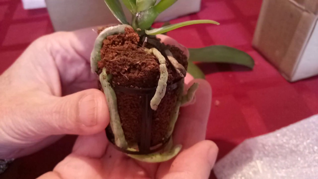 Orchid стакан для зубных щеток. прозрачный горшок для орхидея фаленопсис. горшок пластиковый прозрачный. горшок для орхидеи "лея" 2,2л прозрач. 4 л, d160 мм.