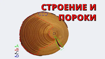 Древесина - строение и пороки 🌳😈 ➄