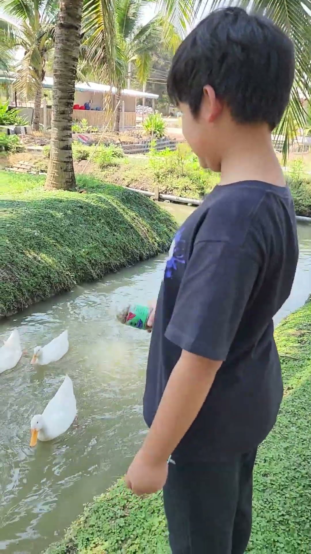 น้องบีมให้อาหารปลาแต่เป็ดแย่งกิน