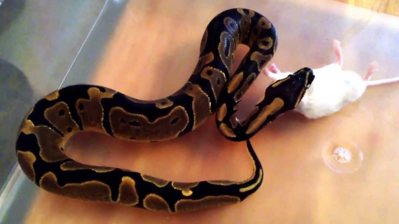 camera iphone 8 plus apk Blehhh no rat today for Kratos, just adult mice ohh well 9/23/13